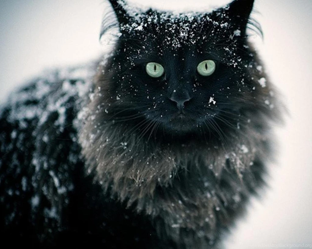 Snow Cat Wallpapers (