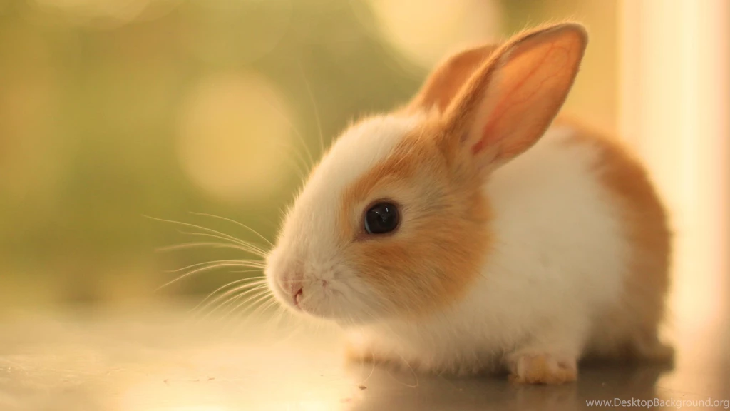 Innocent Cute Rabbit Hd Desktop Wallpapers Widescreen Backgrounds ...