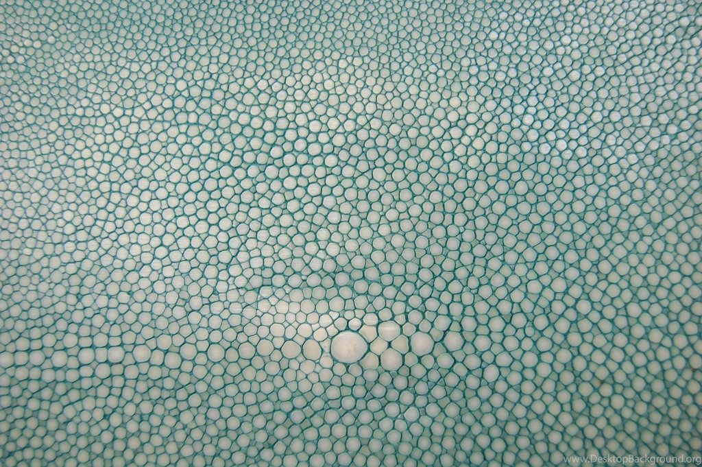 Shagreen 1.jpg