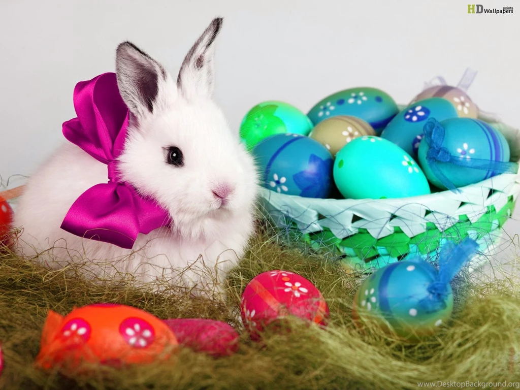 Cute Bunny Image Wallpapers