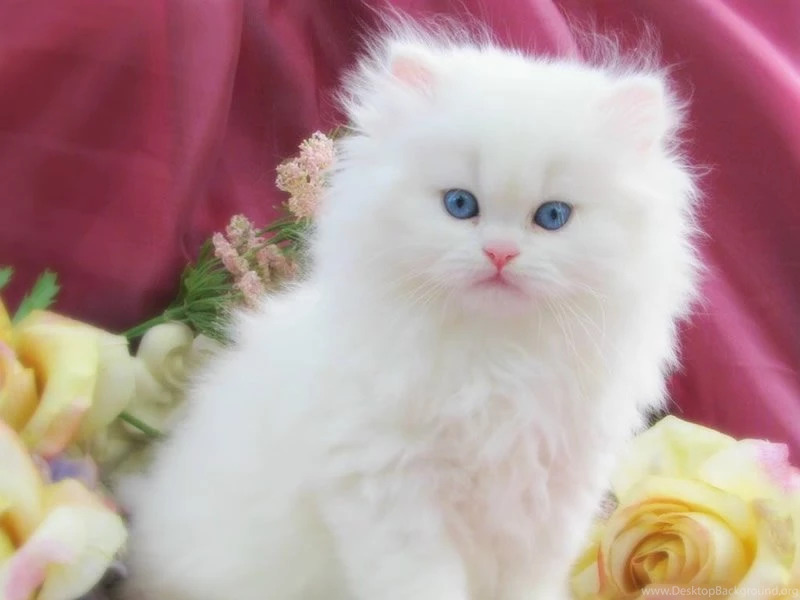 Latest Cute Cats And Kitten Wallpapers 2014 (30)
