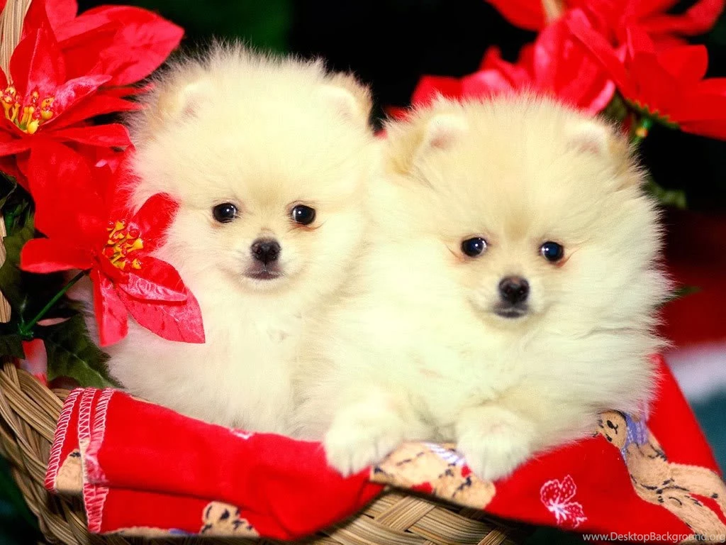 Cute Christmas Desktop Wallpapers Beautiful Desktop Wallpapers 2014