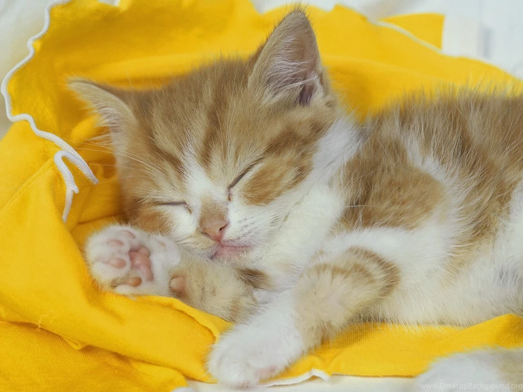 Sleeping Cat Wallpapers Cute On PC Beautiful Desktop Wallpapers 2014