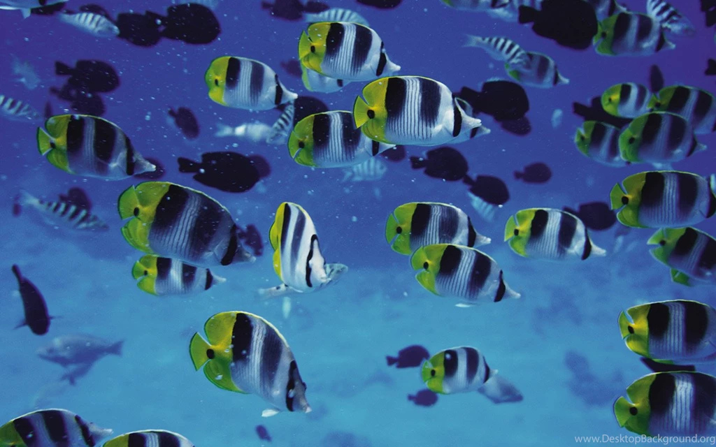 Swarm Of Fish, Dell Plasma TV Display < Other/Fun < Miscellaneous ...