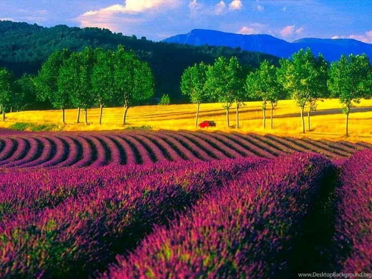 Hot And Cute H.D Wallpapers For Mobiles And PC: New Nature Hd ...