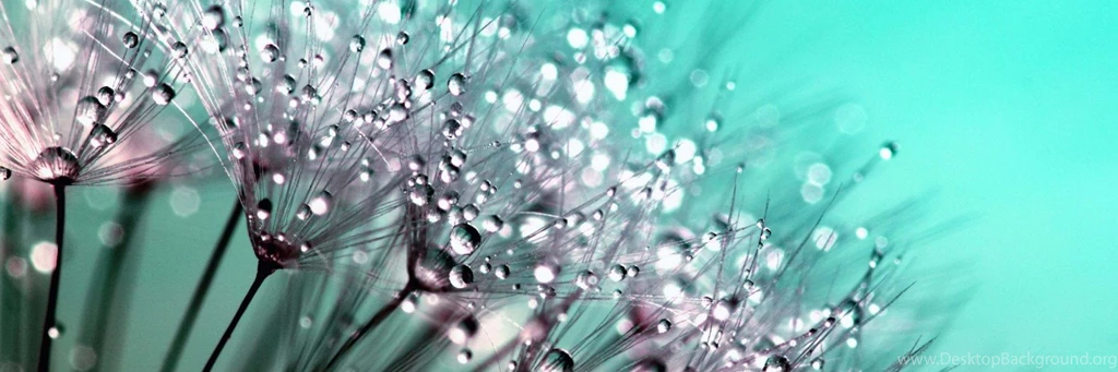 Download Dew Drops On Dandelion Seeds HD Wallpapers For Twitter ...