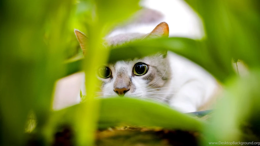Latest Cute Cats And Kitten Wallpapers 2014 (8)