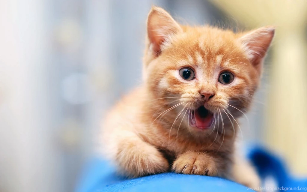 Cute Cat Wallpapers For Desktop