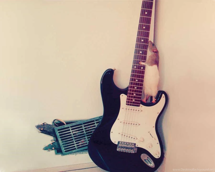 Rat Rock Guitar Guitar Wallpapers