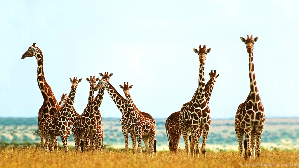 Premature Baby Giraffe Wallpaper.