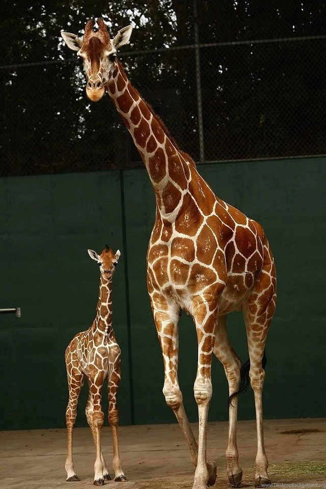 Giraffe Baby iPhone 4s Wallpapers Download