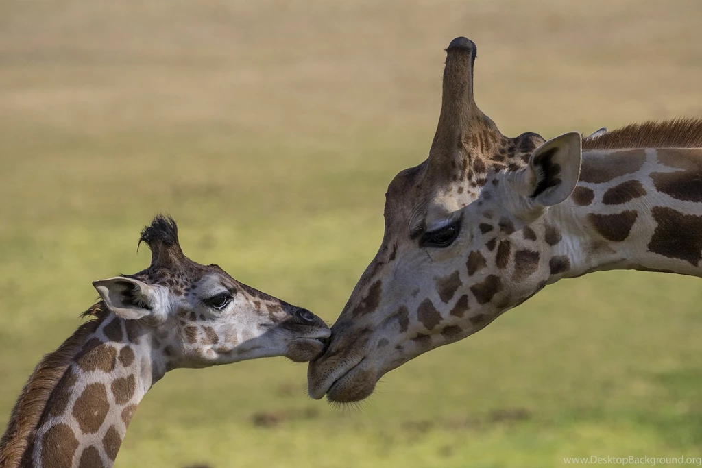 Giraffe Baby E Wallpapers