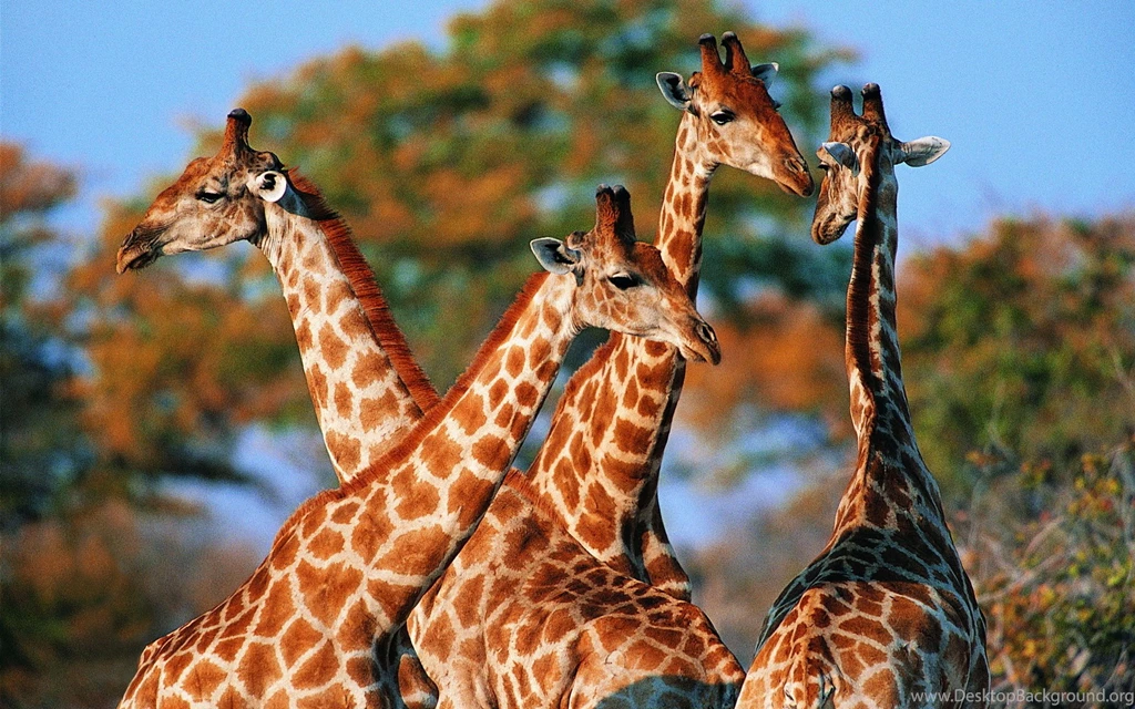 Giraffe Backgrounds Wallpapers