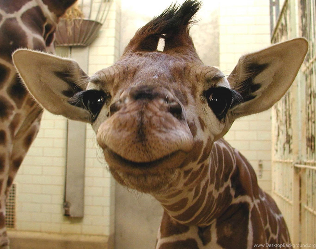 Cute Baby Giraffe