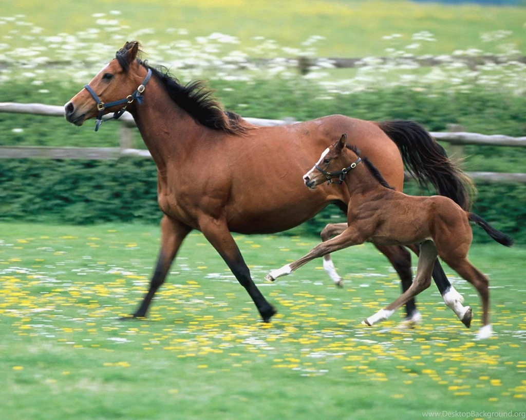 High Quality Baby Horse Wallpapers