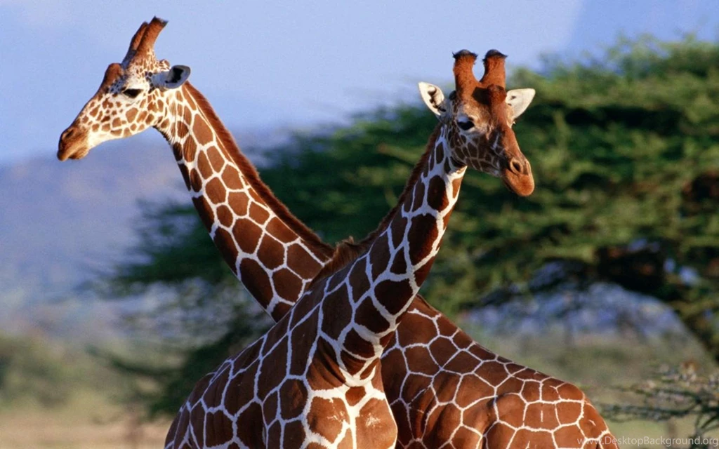 Giraffe And Baby Giraffe Wallpapers 1104 Open Walls