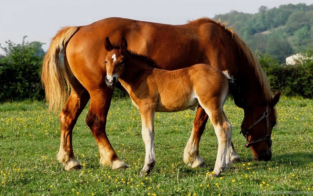 Baby Horse   Cute Pictures, Facts, Feeding And Training
