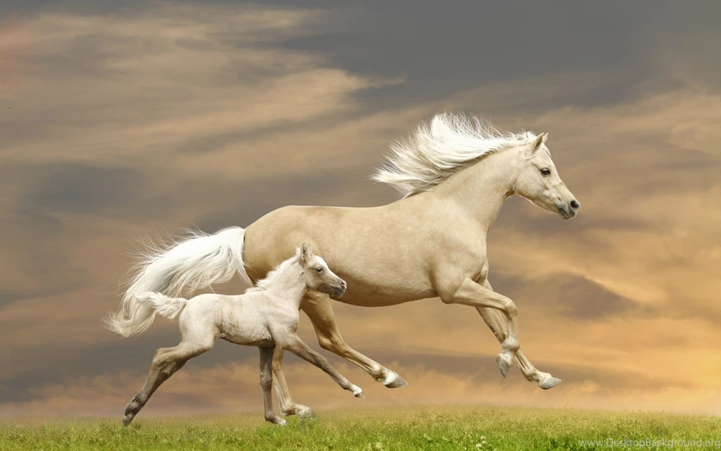 Baby White Horse   Wallpaper.