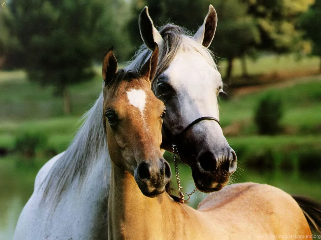 Horses Pictures Beautiful Horses Animal Pictures