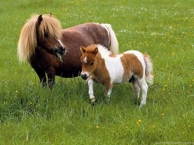 Falabella Horses With Baby Wallpapers Bing Images