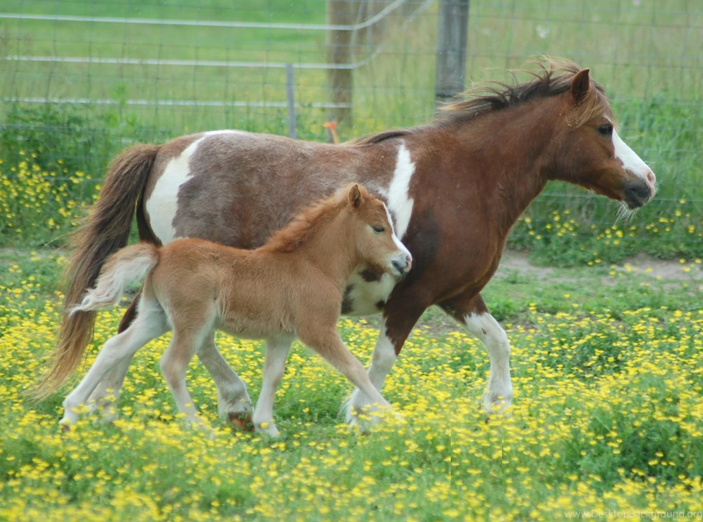 Baby Horse Wallpaper.