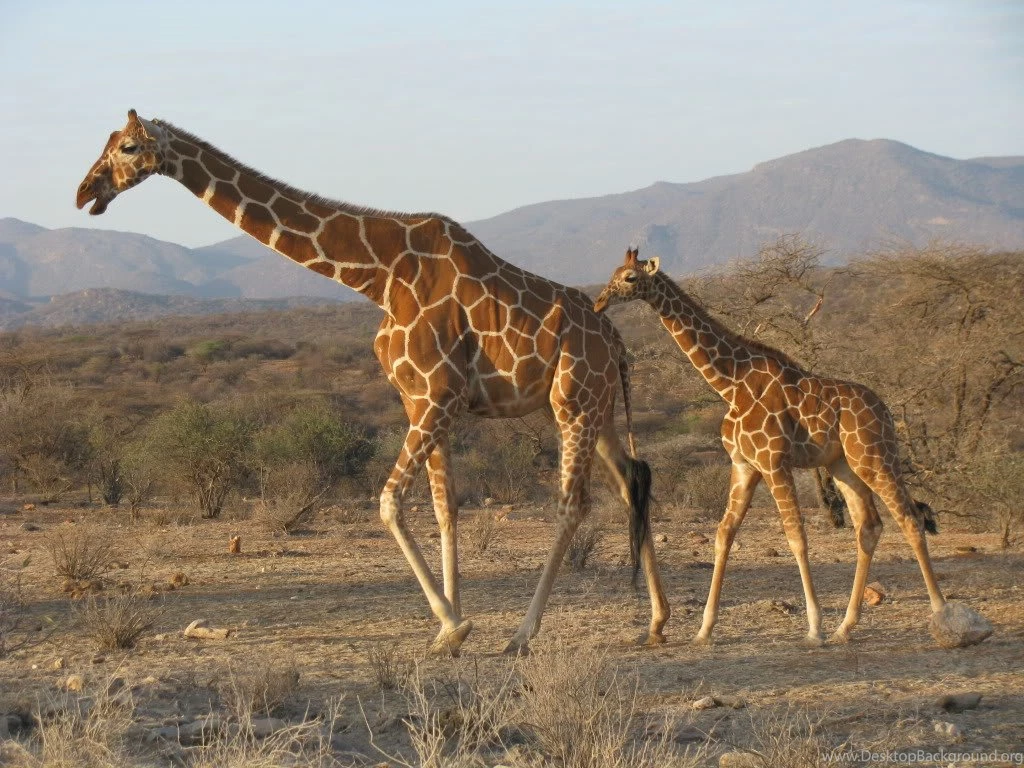 1000+ Ideas About Giraffe Wallpapers On Pinterest