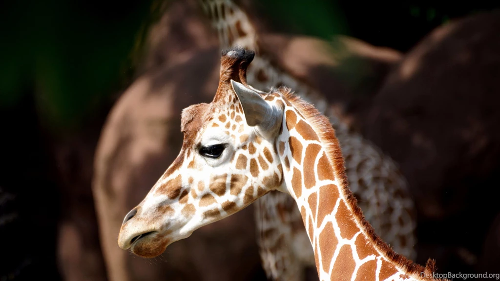 4K Baby Giraffe Wallpapers