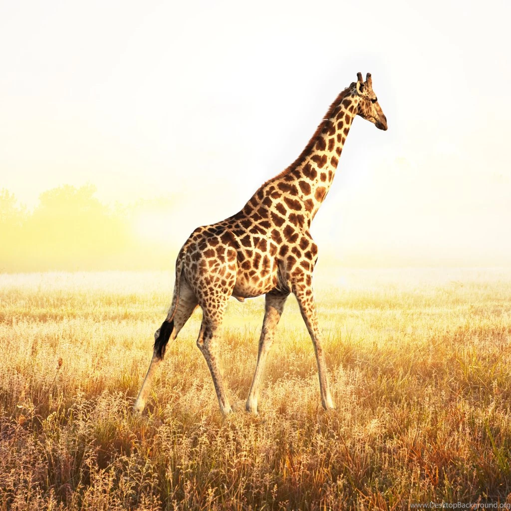 Giraffes Wallpapers Wallpapers Zone
