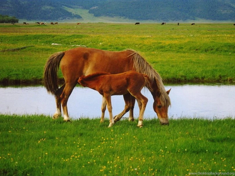 Mother And Baby Wallpapers   Desktop Backgrounds