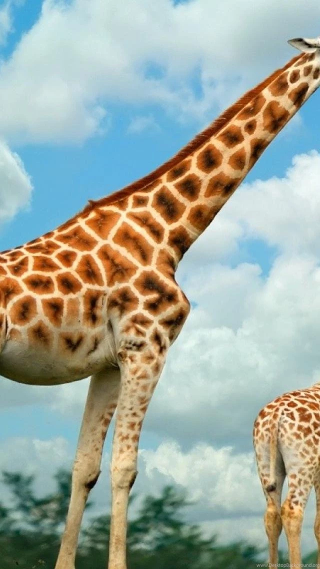SuperHD.pics: Feeding The Baby Giraffe Africa Sky Wildlife Food ...