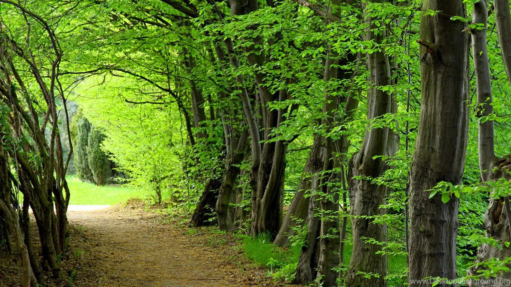 Wallpapers Forest Cartoon Pictures Green 2560x1440