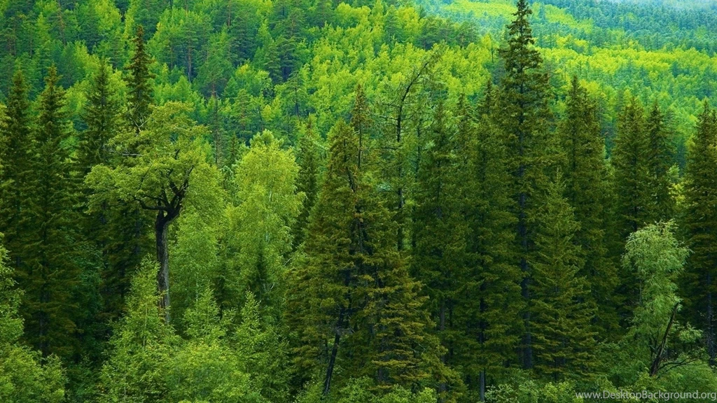 Green Forest Nexus 5 Wallpapers (1920x1080)