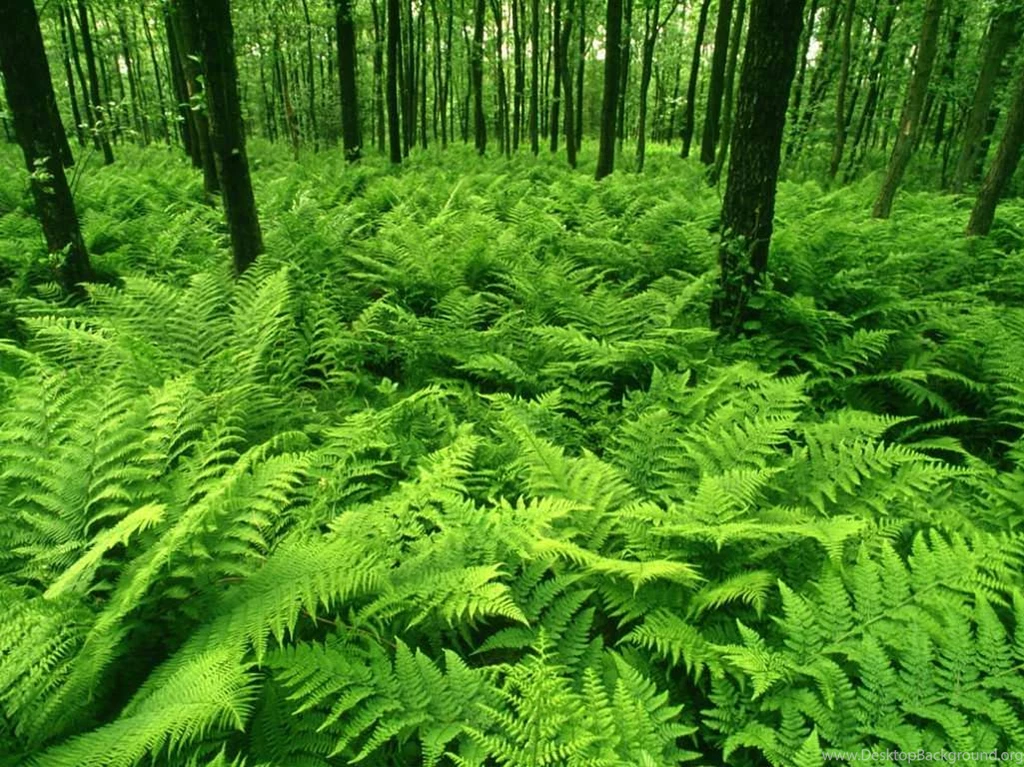 Green Forest Best Wallpaper Images