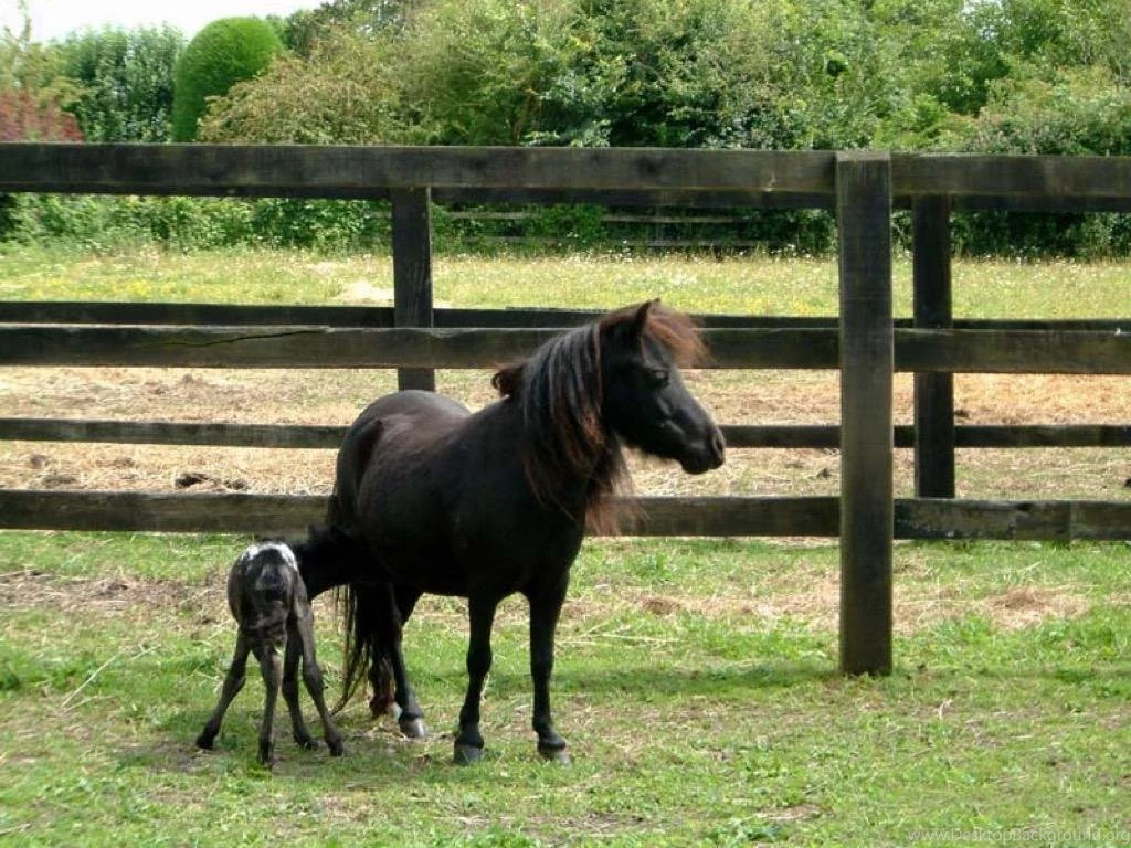 Baby Horses Wallpaper Images – Android rakendused Teenuses Google Play