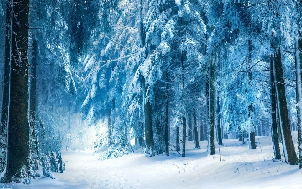 1280x800 Light Blue Winter Forest Desktop PC And Mac Wallpapers