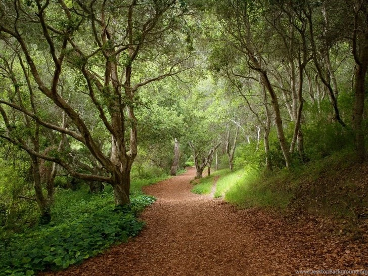 Nature Rain Jungle Forest Tropical 1600x1200 Wallpapers High ...