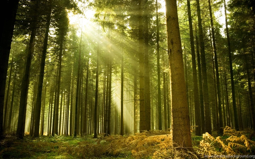 Download Wallpapers, Download 2560x1600 Sun Trees Forest 3000x2000 ...