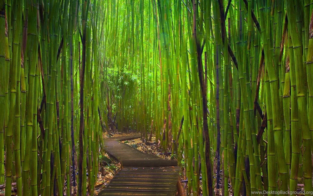 Forest Path HD Wallpapers   HD Wallpapers Inx