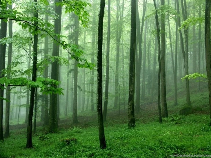 Nature Trees Forest 1600x1200 Wallpapers High Quality Wallpapers ...