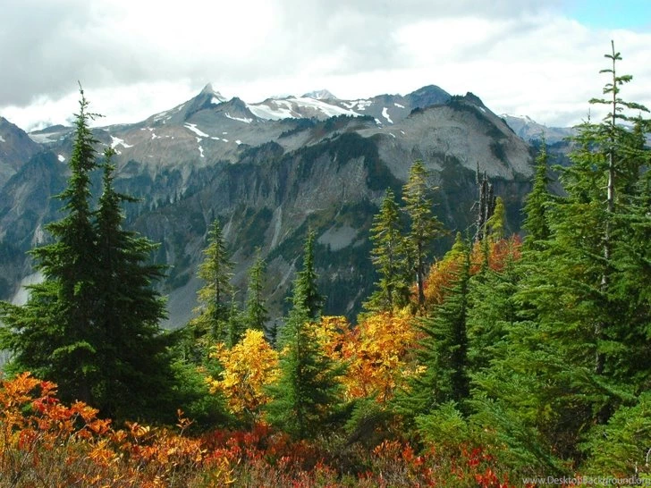 Nature Trees Autumn Forest 1280x1024 Wallpapers High Quality ...