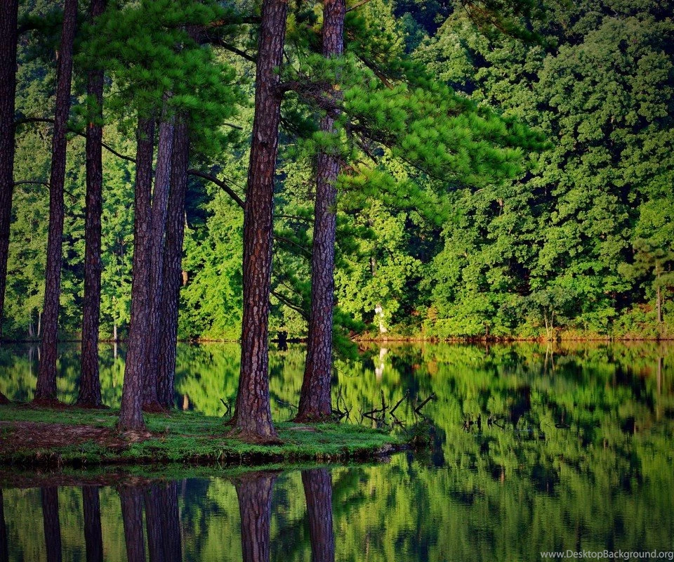 The Stories — RascalBurgers