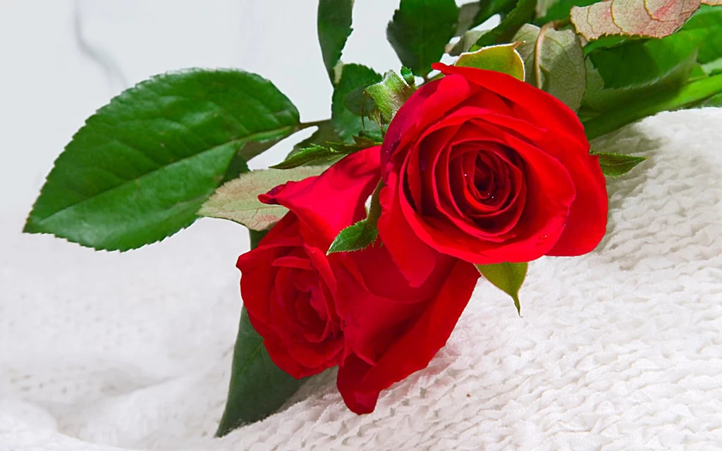 Red Rose Flowers HD   HD Wallpapers