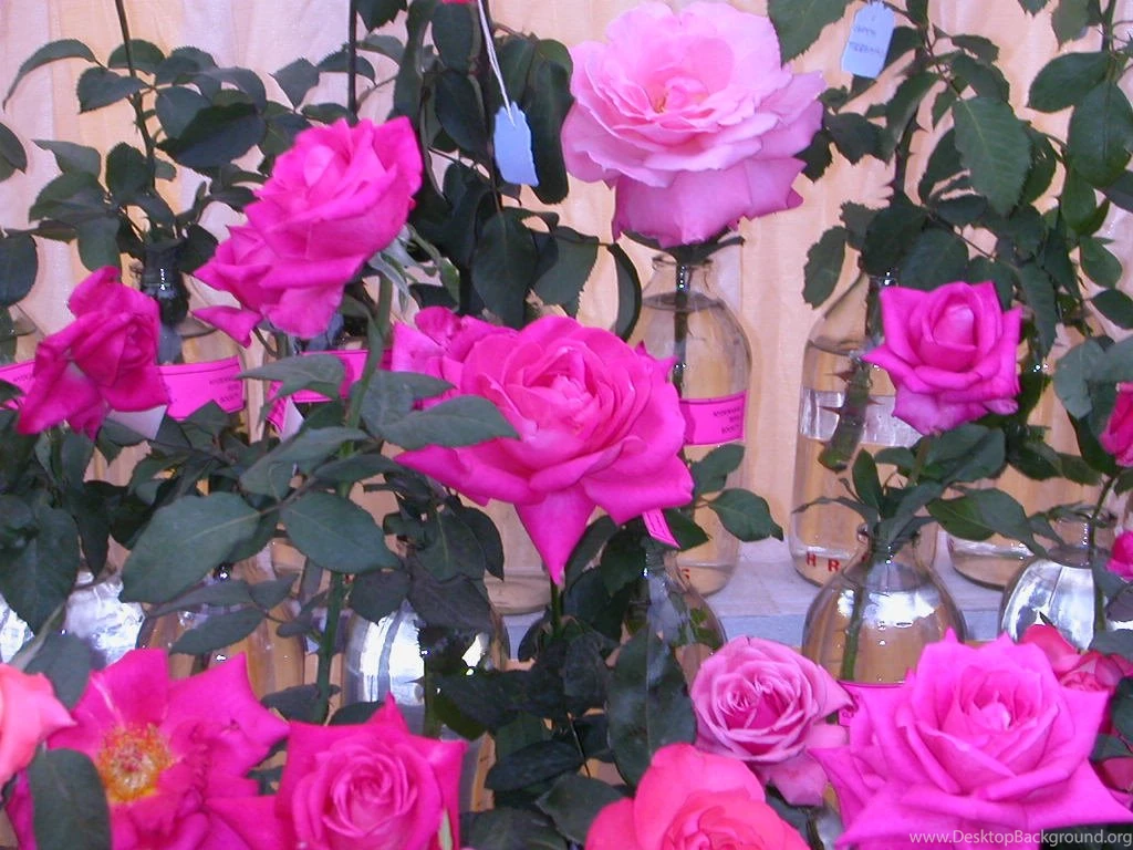 Beautiful Rose Flowers HD Wallpapers For Desktop