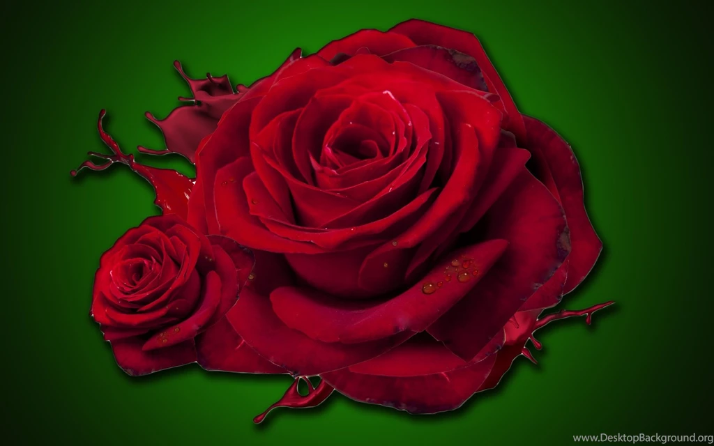 Red Rose Flower Splash HD Wallpapers