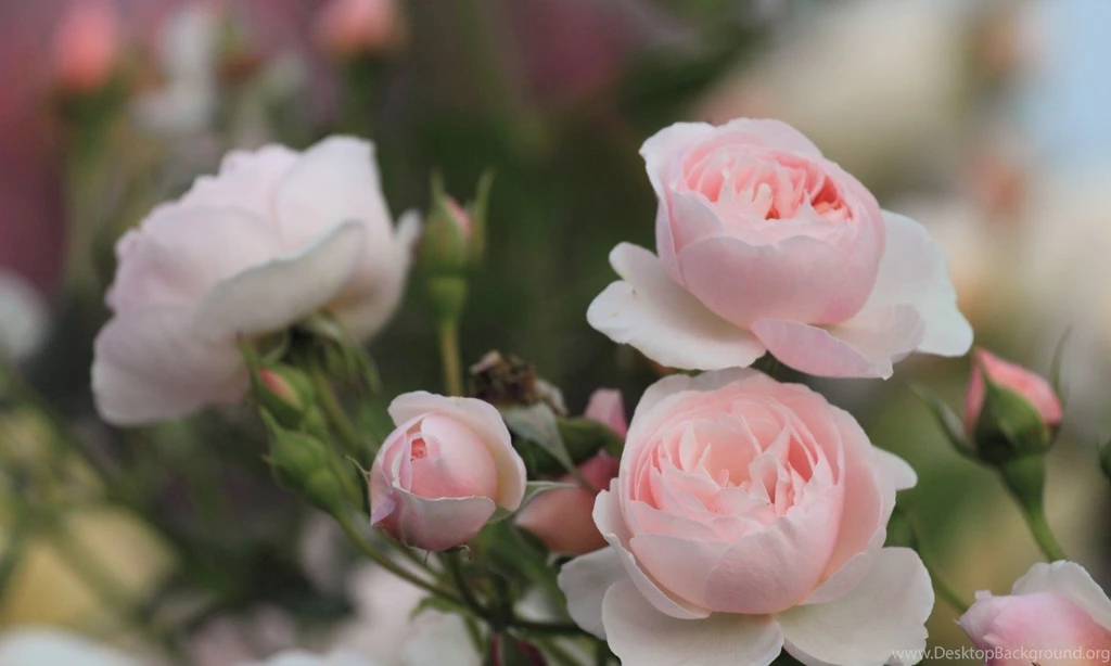 Pink Rose Flower HD Wallpapers