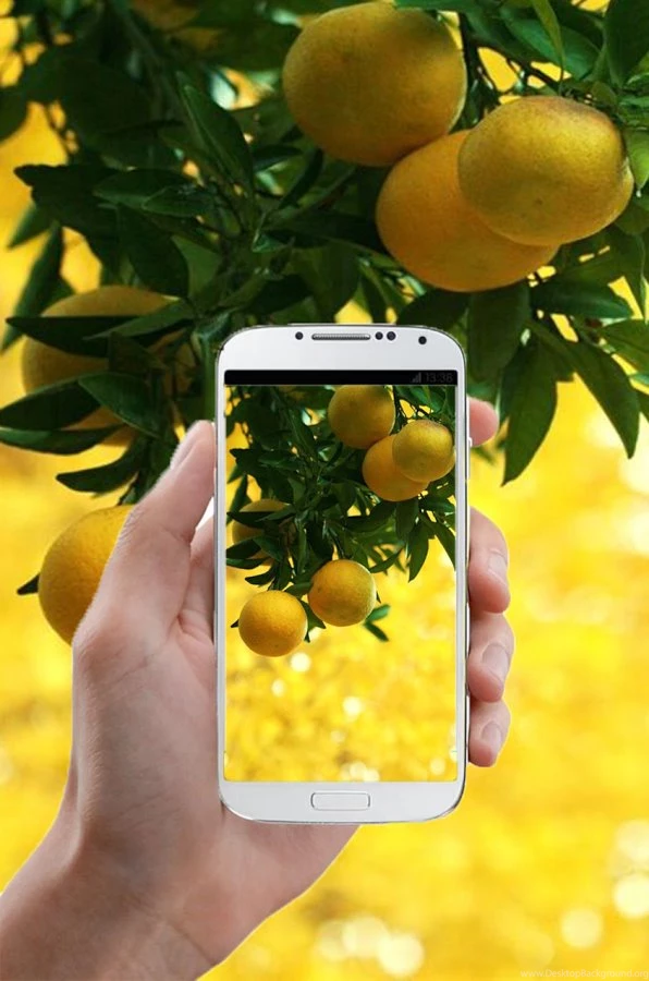 Lemon HD Wallpapers Android Apps On Google Play
