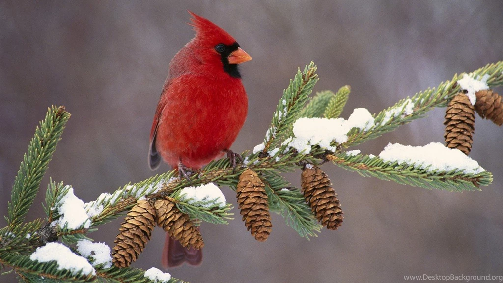 Cardinal Wallpapers