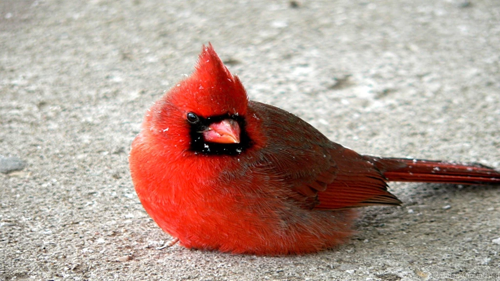 Computer Cardinal Wallpapers, Desktop Backgrounds 2560x1600 Id