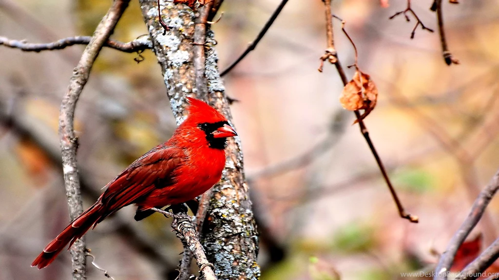 Cardinal Computer Wallpapers, Desktop Backgrounds