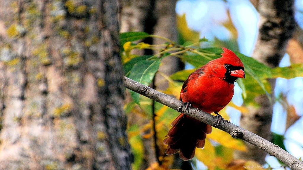 Cardinal Computer Wallpapers, Desktop Backgrounds